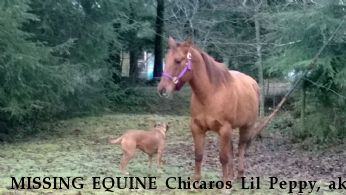 MISSING EQUINE Chicaros Lil Peppy, aka Chicky, Near Forks, WA, 98331